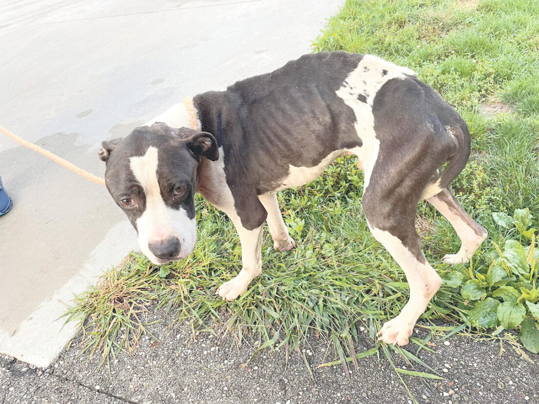 Dog found shot in head on North Side - The Vindicator